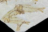 Multiple Knightia Fossil Fish - Wyoming #108670-2